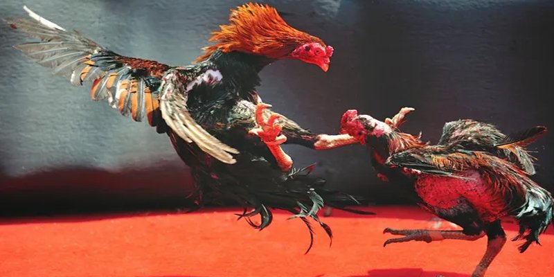 88vv1 c1 gà chọi