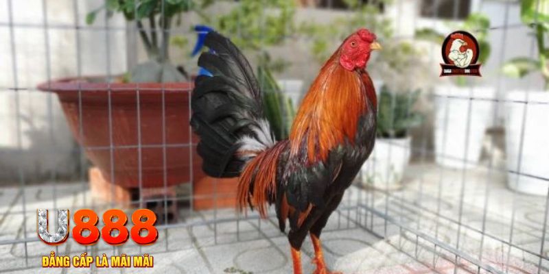 88vv1 game máy bay nổ hũ