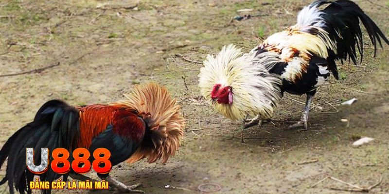 88vv1 game nổ hũ là gì